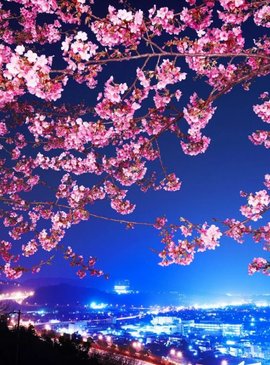 Цветение сакуры в Японии 2