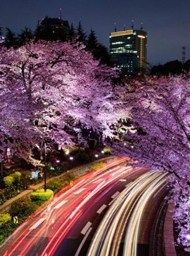 Цветение сакуры в Японии 4