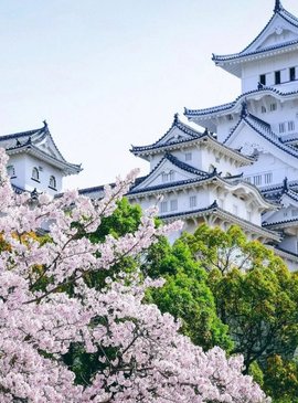 Цветение сакуры в Японии 6