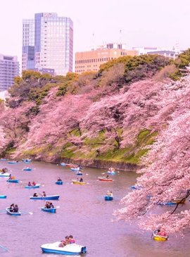 Цветение сакуры в Японии 7