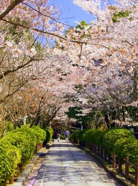 Цветение сакуры в Японии 8