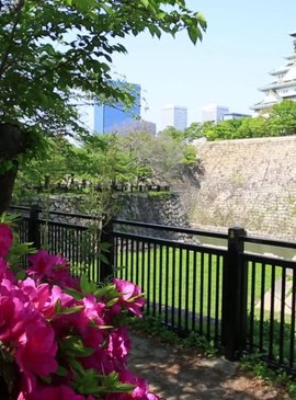Цветение сакуры в Японии 9
