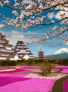 Цветение сакуры в Японии 1