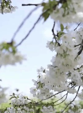 Цветение сакуры в Японии 5