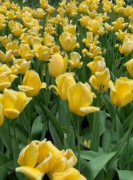 🌷 Фестиваль тюльпанов в Нидерландах — наш спецрепортаж 58