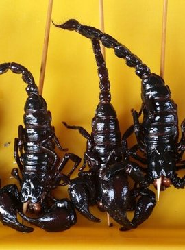 Кроме этого, в качестве закуски скорпионов нанизывают на шампура и подают на стол, или продают с прилавков
