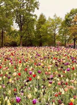🌷 Фестиваль тюльпанов в Нидерландах — наш спецрепортаж 60