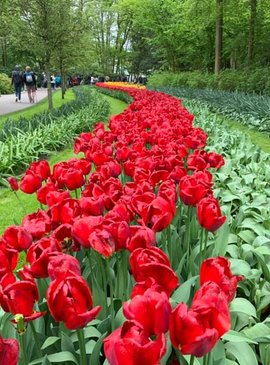 🌷 Фестиваль тюльпанов в Нидерландах — наш спецрепортаж 61