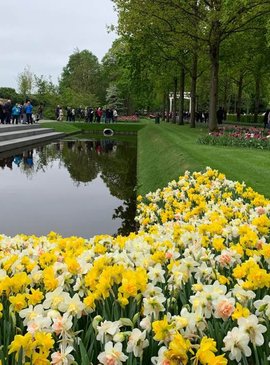 🌷 Фестиваль тюльпанов в Нидерландах — наш спецрепортаж 63