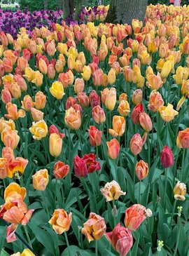 🌷 Фестиваль тюльпанов в Нидерландах — наш спецрепортаж 64