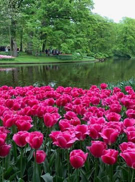 🌷 Фестиваль тюльпанов в Нидерландах — наш спецрепортаж 65