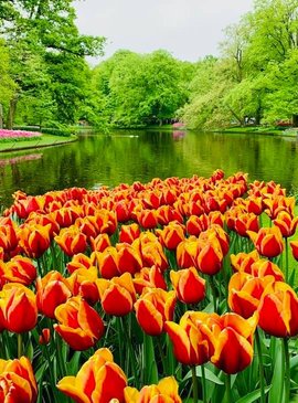 🌷 Фестиваль тюльпанов в Нидерландах — наш спецрепортаж 68