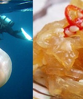 Гигантских медуз у берегов Японии действительно ловят и готовят, что позволяет не только контролировать их популяцию, но создать еще один удивительный деликатес