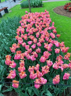 🌷 Фестиваль тюльпанов в Нидерландах — наш спецрепортаж 69