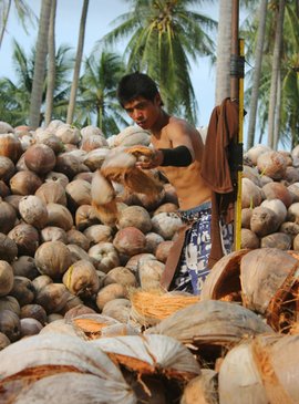 🌴 Фермы по выращиванию кокосов: почему их называют плантациями для рабов 1