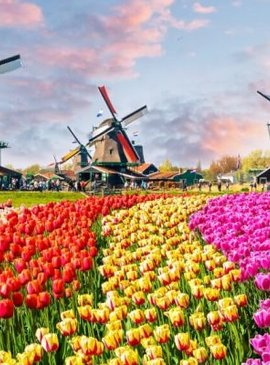 🌷 Фестиваль тюльпанов в Нидерландах — наш спецрепортаж 43