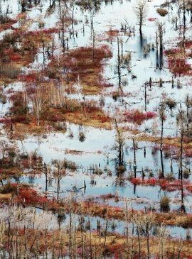 🔦 Васюганское болото: вся правда о самом загадочном месте Томской области 5