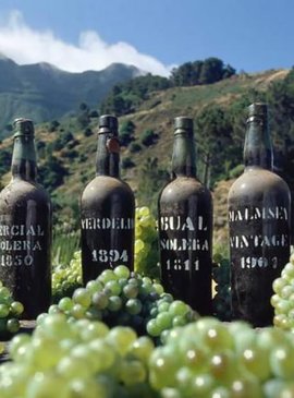 В результате усилий островитян, лесной остров Мадейра подарил миру уникальный сорт вина с высоким содержанием спирта, и низким содержанием сахара – всего до 7%.