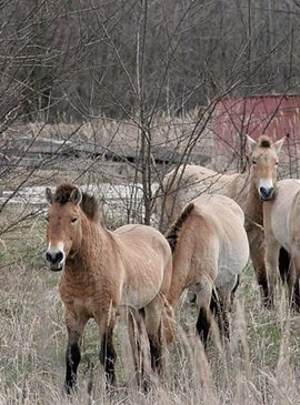 Например, лошадь Пржевальского – уникальный из видов диких лошадей, уже давно исчез со своей естественной среды обитания. 