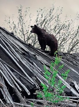 Особенным открытием стало присутствие бурого медведя – вида, который здесь не наблюдали еще с 1980-х годов. 