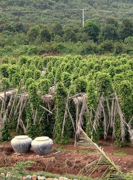 Кампотский перец произрастает всего в трех часах езды от камбоджийской столицы Пномпеня, поэтому это идеальный повод, избежать городского шума и суеты, чтобы исследовать плантации и знаменитую ферму перца.