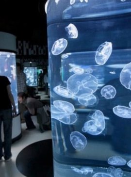 Посетители выставки медуз делятся своими впечатлениями и отзывы свидетельствуют в пользу того, что это зрелище просто завораживает своей неземной красотой.