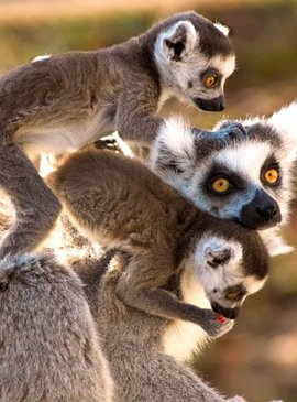 Мадагаскар - райское место для любителей экзотики 14
