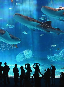 Подводный мир как на ладони – океанографический парк Валенсии 2