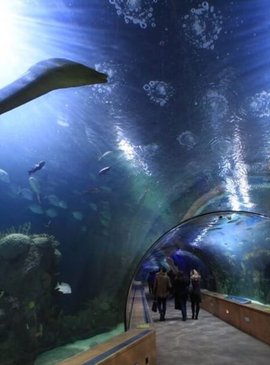 Подводный мир как на ладони – океанографический парк Валенсии 3