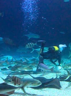 Подводный мир как на ладони – океанографический парк Валенсии 5