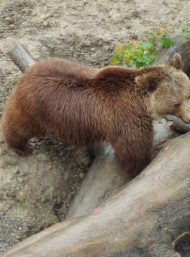 Ещё одна туристическая достопримечательность Бёрна - медведи