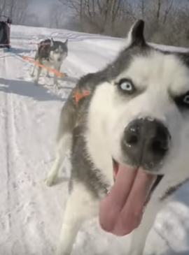 Зимние каникулы в Финляндии: экспедиция по снежной пустыне на собачей упряжке 1