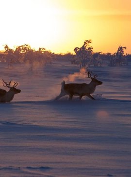 Зимние каникулы в Финляндии: экспедиция по снежной пустыне на собачей упряжке 8