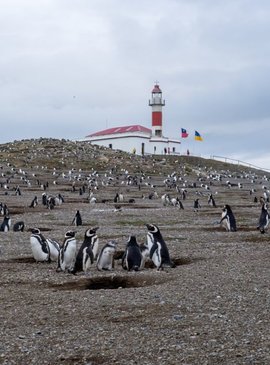 К февралю остров покрыт пингвинами как черным снегом  Фото:  photo.awesomestuff.in 