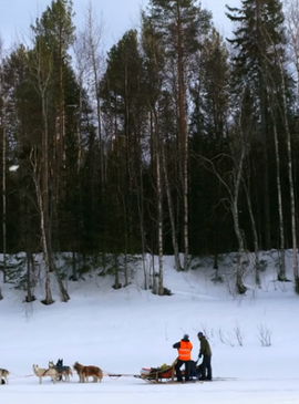 Зимние каникулы в Финляндии: экспедиция по снежной пустыне на собачей упряжке 2