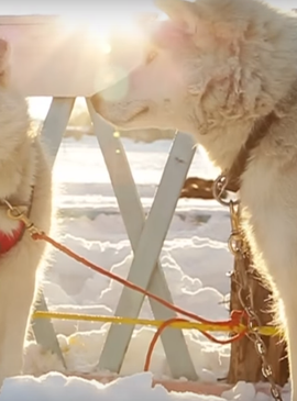 Зимние каникулы в Финляндии: экспедиция по снежной пустыне на собачей упряжке 7