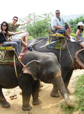 Всего в 60 км от Чианг Май тауна можно на спинах слонов подняться на самый высокий пик Таиланда   pix-feed.com 
