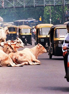 Тук-тук, гусеница с лапками, корова —разные средства передвижения в Индии 12