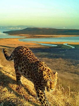 Земля леопарда, Владивосток