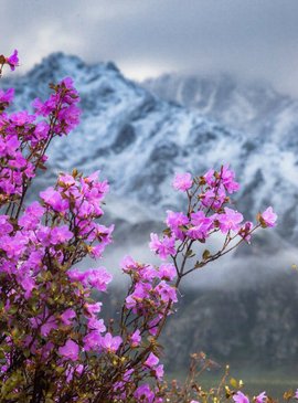 цветение маральника Алтай