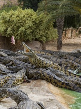 Крокодиловая ферма Джерба