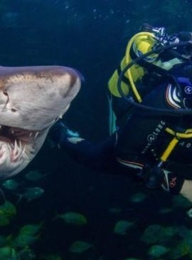 Пять лучших мест на земле, где можно поплавать с акулами 1