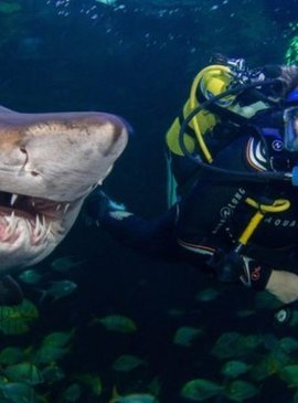 Пять лучших мест на земле, где можно поплавать с акулами 1