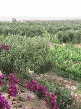 Марокканские вина – ароматы долины Роны в Северной Африке 1
