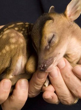 Новорожденные малыши оленей