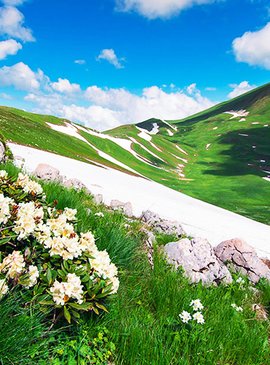 Прогулку по цветущему Лагонакскому плато
