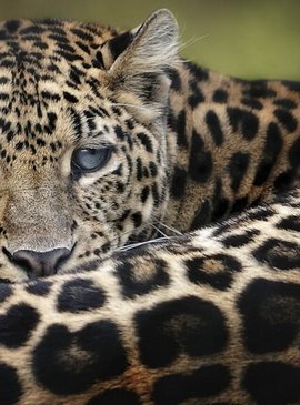 Приморье: дорогой леопардов 2