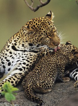 Национальный парк Земля леопарда