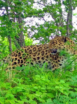 Национальный парк Земля леопарда