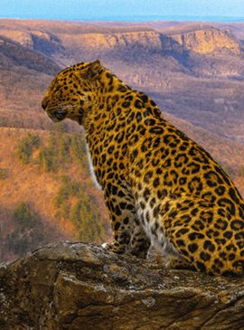 Приморье: дорогой леопардов 1